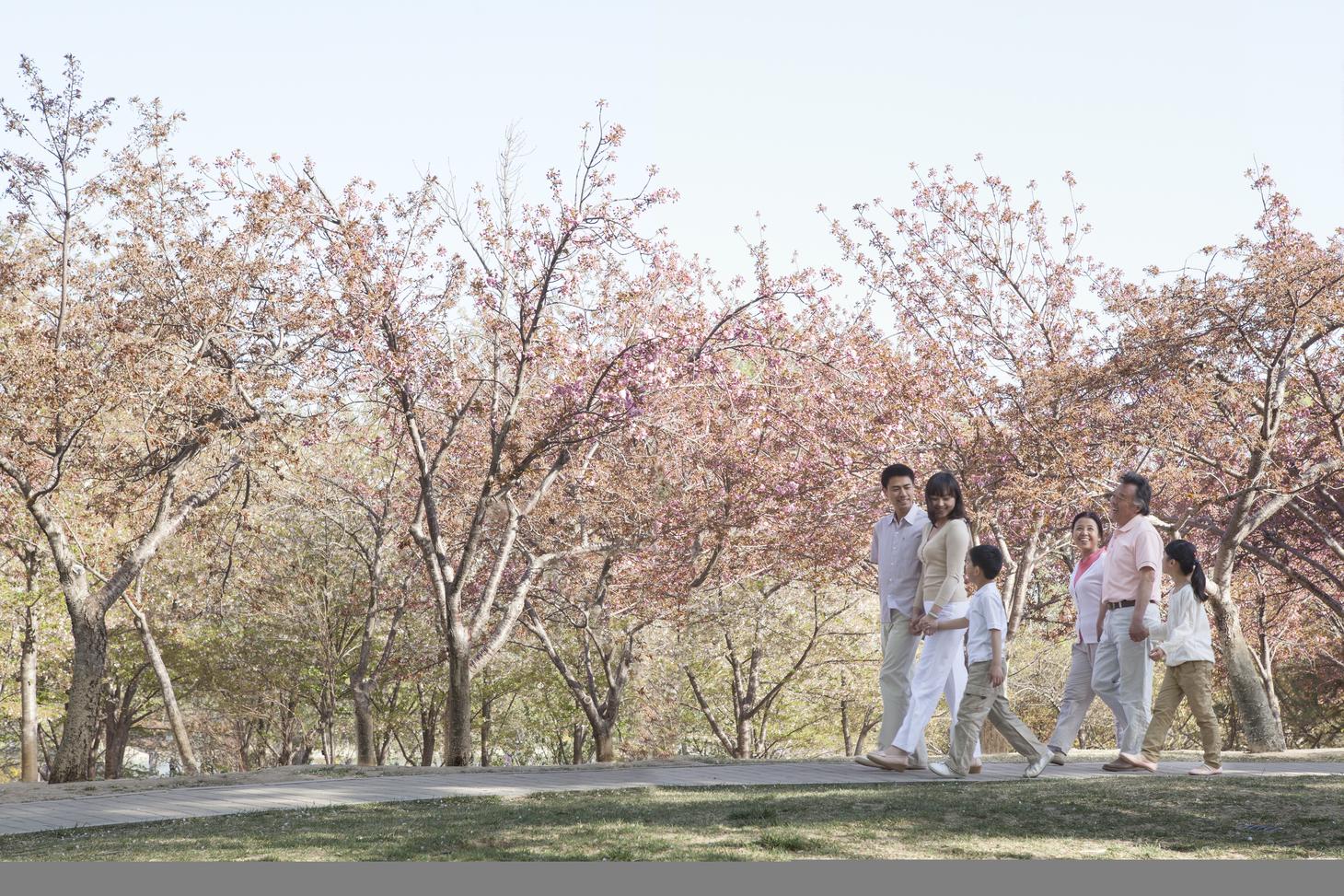 Outdoor - Multi-generational family taking a walk amongst cherry trees